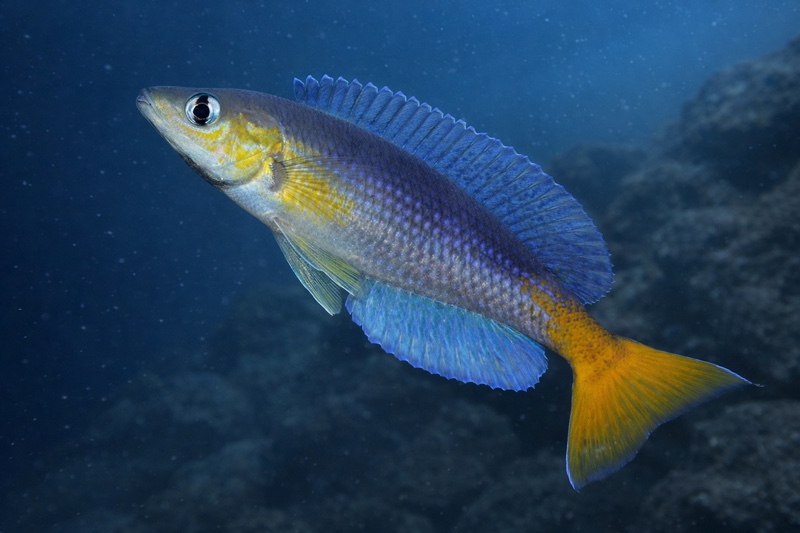 Cyprichromis sp. 'dwarf jumbo' Kagunga